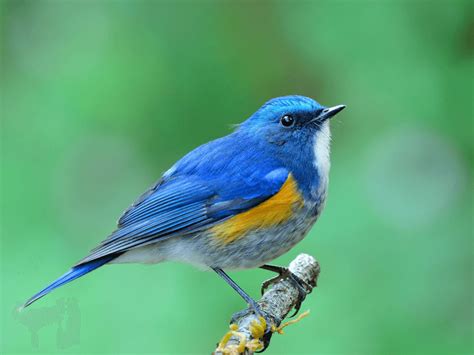 鳥種類|日本の野鳥一覧